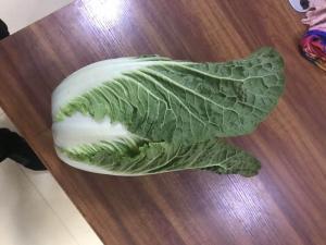 Wholesale Light Sweet Fresh Chinese Cabbage No Irregular Shape No Mouldy from china suppliers