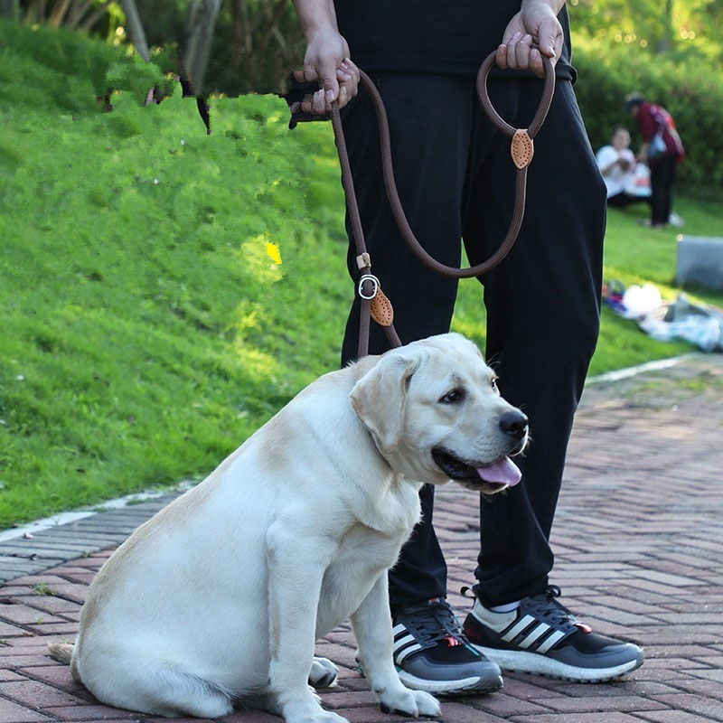multi dog lead