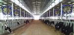 1140*1140*300mm Livestock Ventilation Fans For Circulation