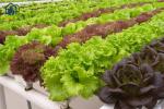 Horizontal NFT Hydroponic Growing System For Greenhouse And Indoor Planting