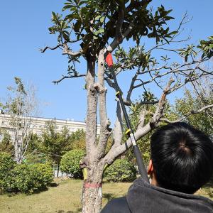 Wholesale Essential Tool Professionals Adjustable Telescopic Pole Chainsaw For Tree from china suppliers