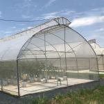 Top Vent Automatic Multi Tunnel Umbrella Single Span Greenhouse For Tomato