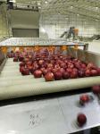 380V 50Hz Apple Jam / Juice Production Line 2t/H Water Saving
