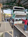 Coffee Bean Sesame Seeds Color Sorter Machine With SMC Ejector