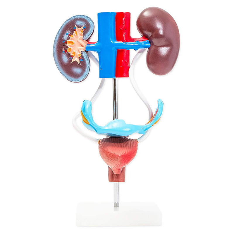Pvc 23cm Human Anatomy Model Female Genitourinary Reproductive System