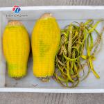 1.5KW 300KG Double head peeler commercial wax gourd pineapple peeler large fruit