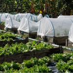Wholesale Custom Large Size Galvanized Greenhouse Tunnel Greenhouse For