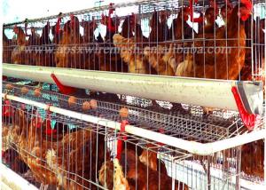 Wholesale Type Automatic System 128 Poultry Chicken Cages Egg Layer Farm Equipment from china suppliers