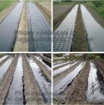 COEX LDPE Mulching film, pe film, horticultural mulch film, garden perforated