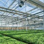 Roofing Shape a Type Roof Hydroponic Glass Greenhouse for Large Vegetable