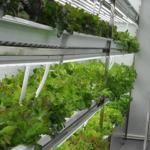 20FT Sea Shipping Container Farm Hydroponic Fodder Container for Vegetable