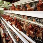 90/96/120/128/160 Birds Laying Poultry Chicken Cage System Farming A Type 3/4