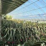 Initial Payment Commercial Greenhouse for Sunlight Flower and Vegetable