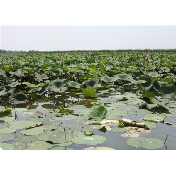 SS 304 Cable Trellis System Reliable With Unique Flexibility And Brightness