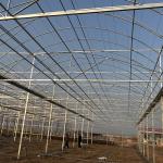 LiTai Greenhouse Multi-Span Film Agriculture Greenhouse with Steel Frame