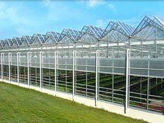 Wholesale Complete Glass Greenhouse Agriculture Turnkey Project With Tomato Hydroponics System from china suppliers