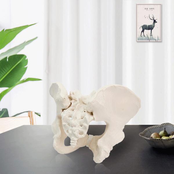 Eco-friendly PVC 1:1 Life Size Medical Education Artistic Creation Design