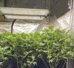 RedFarm 650W Samsung LM301H 3500K Quantum LED Grow Light Full Spectrum