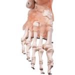 Life Size Human Foot Ankle Joint Model With Ligament For Medical Science