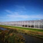 3mm 4mm Tomato Venlo Portable Glass Greenhouse Roof And Side Ventilation Control