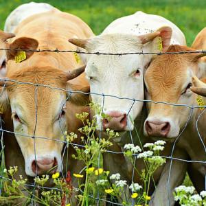 Wholesale 1.2m 1.5m 1.8m Width Farm Livestock Field Fence Wire Corrosion Resistance from china suppliers