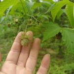Hot Sale Flavored Tea Natural Fu Pen Zi Chinese Herbal Tea Dried Raspberry Tea