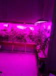 Full Spetrum LED Grow Lights APOLO 18 500W Medical Growing PPF1.8umol/J With