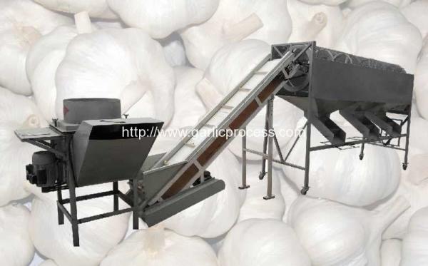 Quality Automatic Garlic Separating and Grading Machine for sale
