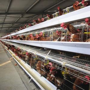 Wholesale A Type Chicken Animal Cage Complete Poultry Project Farm Equipment 5 Tiers from china suppliers