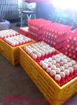 Foldable Egg Basket Turnover Box,Egg Tray Transportation Tool, Egg Transport