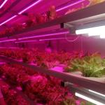 Mqo 1 Set Green House Fish Vertical Shipping Farming Container Hydroponics