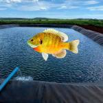 Outdoor HDPE LDPE LLDPE Liners for Aquaculture Pond Swimming Pool Reservoir Dam