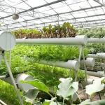 High Yield Greenhouse Hydroponic System Customization for Commercial Sustainabil