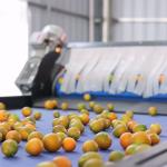 Computer Control Stainless Steel Kumquat Sorting Machine 380V / 50Hz