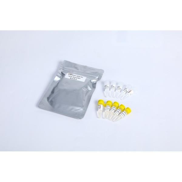 SYBR Green qPCR Mix high ROX+ for ABI DNA real time PCR