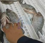 Automatic Fish Belly Cutting Machine Multipurpose Waterproof
