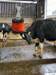 Zhenda Blue Electric Cow Farm Equipment Cow And Cattle Body Brush