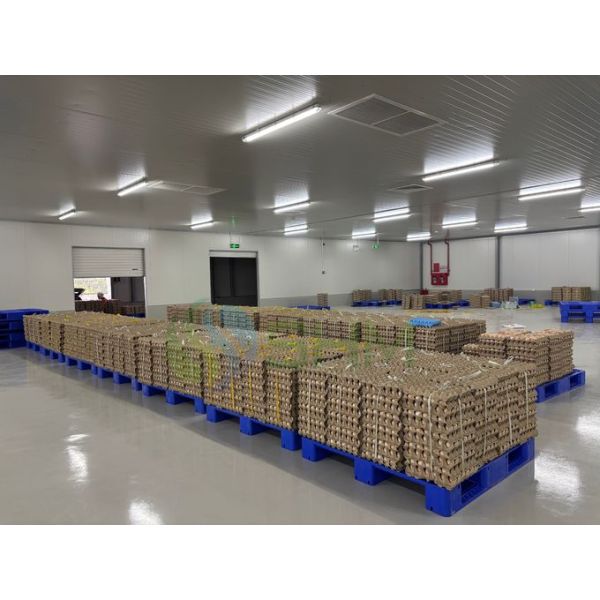 Customized Paper Pulp Tray Making Machine Molded Pulp Packaging Production Line