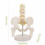 Adult PVC Anatomical Skeleton Model Lumbar Spine Models With Pelvic Floor
