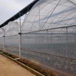 Initial Payment Large Pepper and Flower Hydroponic with Film Greenhouse Full