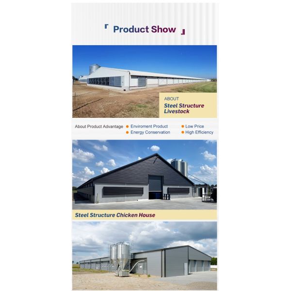 Steel Structure Layer House Customized for Egg Chicken Breeding Fast Installation