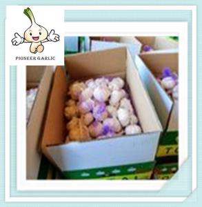 Wholesale China fresh normal white garlic with good quality Fresh Garlic Price Of 2016 from china suppliers
