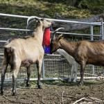 Spinning Livestock Scratching Brush Cow Cleaning Brush For Parasites