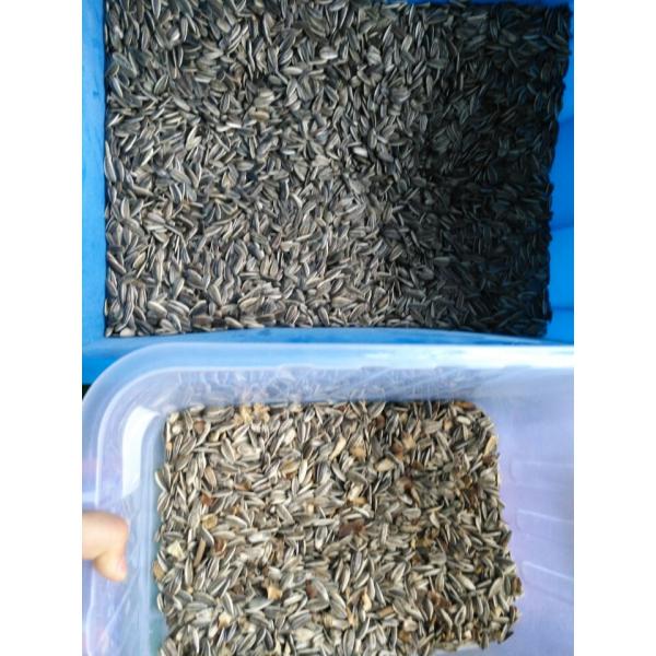 Intelligent Sunflower Seed Color Sorter Machine With Led Light Source