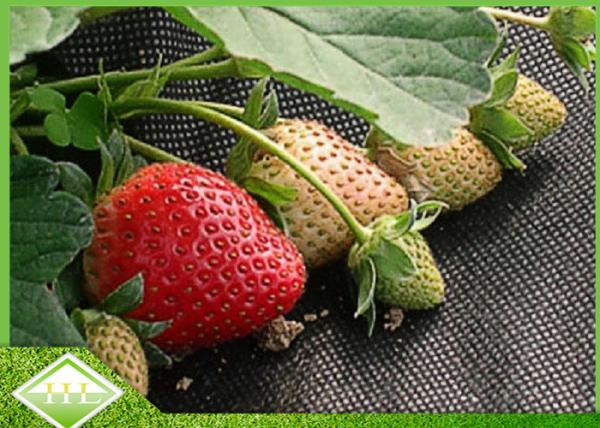 Anti UV PP Nonwoven Fabric For Weed Control / Covering Landscape Custom Weight
