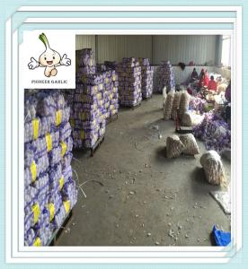 Wholesale 2016 New Fresh Pure White Garlic Wholesale China White Fresh Garlic Export from china suppliers