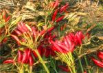 Stemless Dried Red Chilli Peppers Sichuan Chillies 10% Moisture