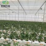 JX-Glass Green House Hot-DIP Galvanized Steel Pipe Structure for Agriculture