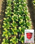 32000iu Bt Bacillus Thuringiensis Kills Cabbage Moth Insecticide