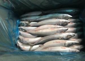 China 2019 fresh Frozen Pacific mackerel flash frozen fish  iqf Mackerel on sale